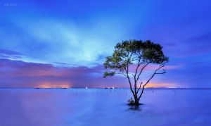 Deltanghia 18508363124 Tan Thanh Sea.jpg