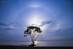 Deltanghia 18848157548 Tan Thanh Sea.jpg